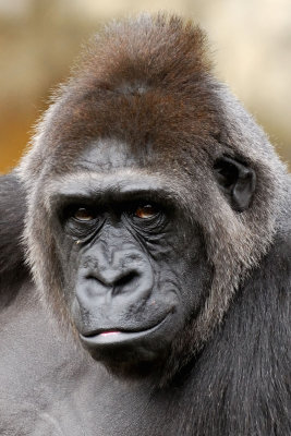 Zoo4924.jpg