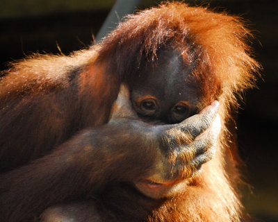 Zoo5171.jpg