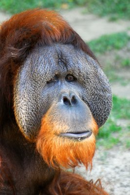 Zoo5205.jpg