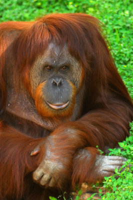 Zoo5209.jpg