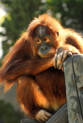 Zoo5217.jpg