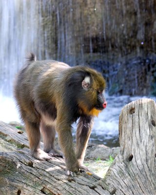 Zoo5248.jpg