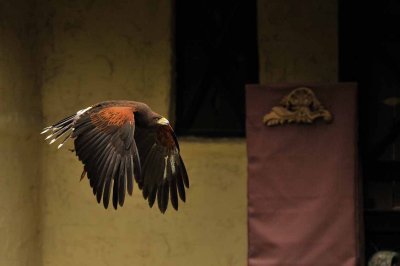 Scarb2010_2589.jpg