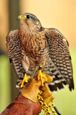 Scarb2010_2639.jpg