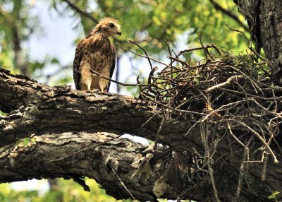 Scarb2010_4109.jpg
