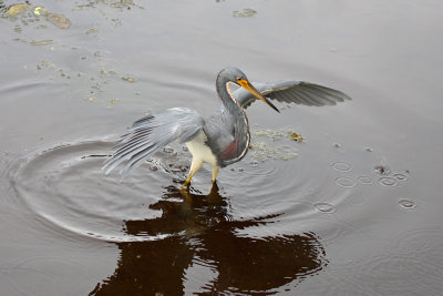 Tricolored Heron