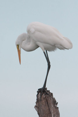 Great Egret