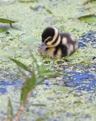 Black-bellied Whistling-Duckling