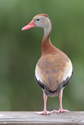 Black-bellied Whistling-Duck