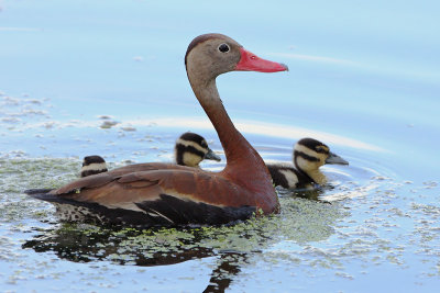 Black-bellied Whistling-Duck family