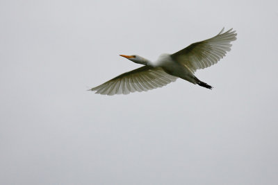 Cattle Egret flight