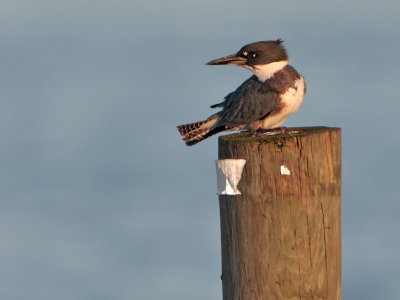 Belted Kingfisher