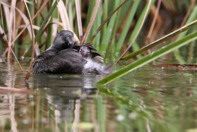 Least Grebe with riding chicks