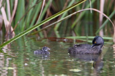 Least Grebe and chick