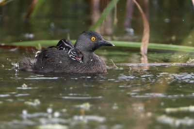 Least Grebe with riding chicks