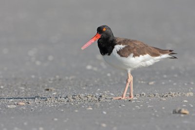 Oystercatcher