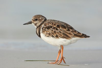 Ruddy Turnstone
