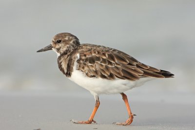 Ruddy Turnstone