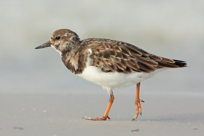 Ruddy Turnstone