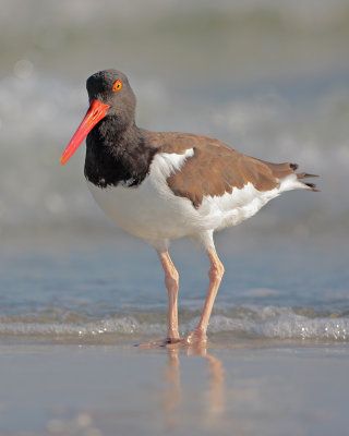 American Oystercatcher