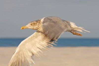 Herring Gull