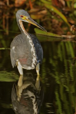 Tricolored Heron