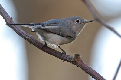 Blue-gray Gnatcatcher