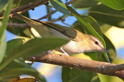 Red-eyed Vireo