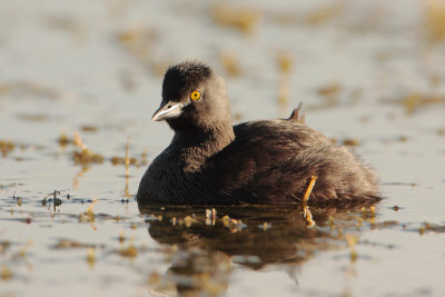 Least Grebe