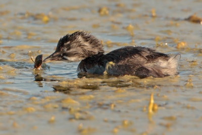 Least Grebe