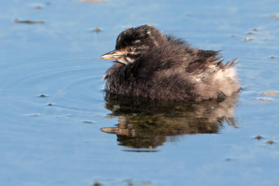 Least Grebe