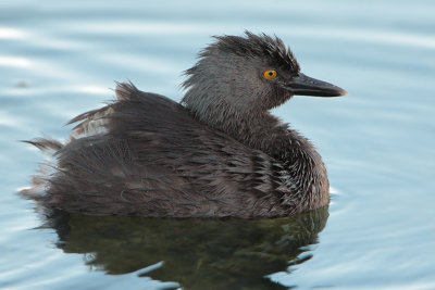 Least Grebe