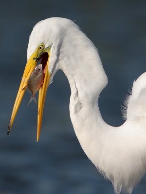 Great Egret with fish