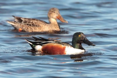 Northern Shoveler