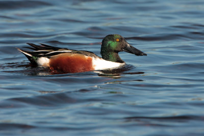 Northern Shoveler