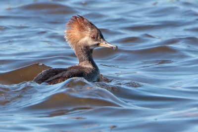 Hooded Merganser (female)