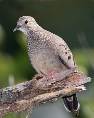 Common Ground-Dove (Rolita)