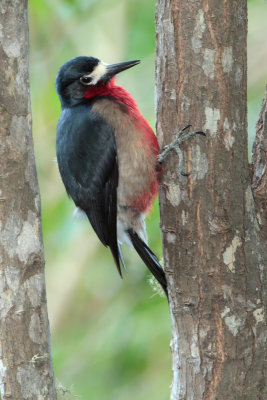 Puerto Rican Woodpecker (Carpintero Puertorriqueno) male