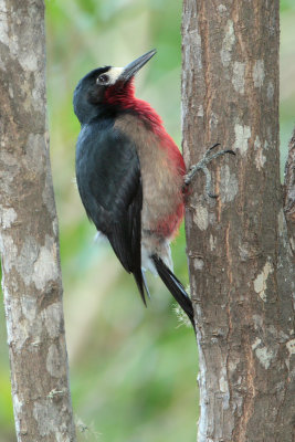 Puerto Rican Woodpecker (Carpintero Puertorriqueno) male