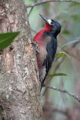 Puerto Rican Woodpecker (Carpintero Puertorriqueno) male