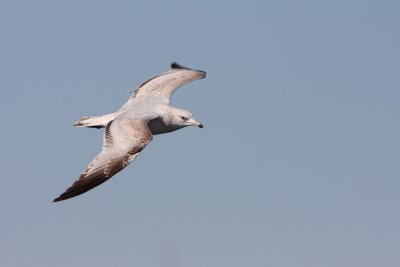 Ring-billed Gull