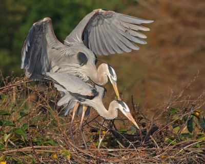 Great Blue Heron mating