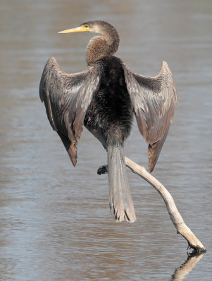 Anhinga (female)