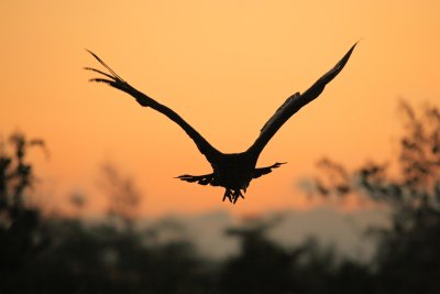 Black Vulture flight