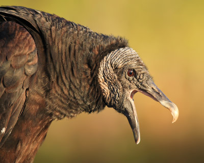 Black Vulture close up