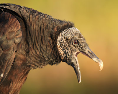 Black Vulture