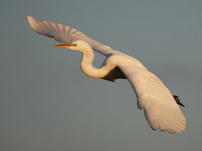 Great Egret Flight