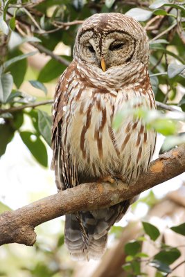 Barred Owl