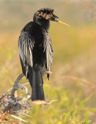 Anhinga