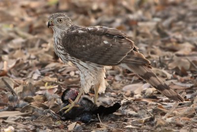 Cooper's Hawk and prey